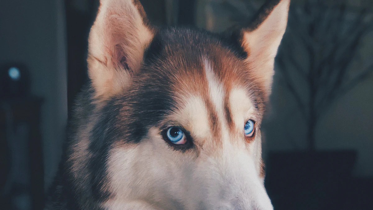 Chien de sécurité au regard vigilant, dissuasion plus efficace qu'une caméra