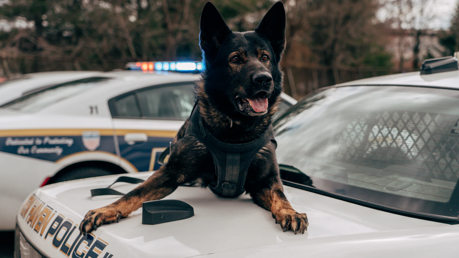 Maître-chien DDI avec berger malinois en mission de surveillance, binôme cynophile certifié CNAPS